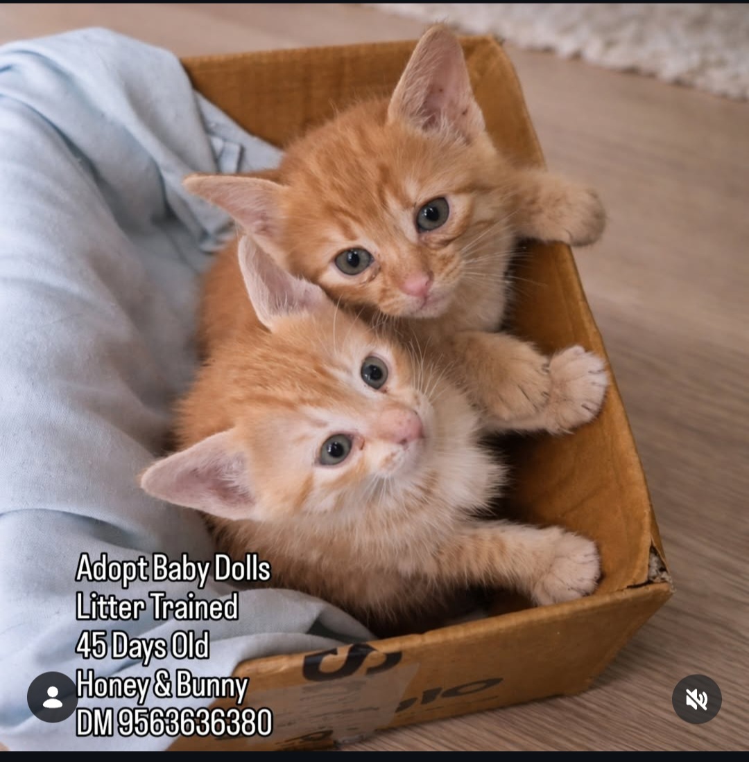 🐶 Meet Honey & Bunny – 45-Day-Old Baby Dolls! 🐶