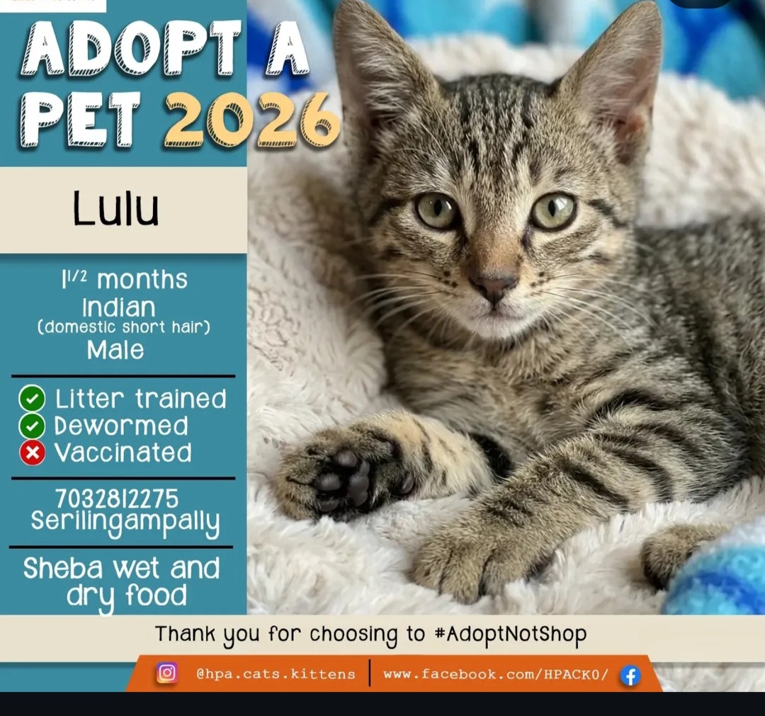 🐾 Meet Lulu – Your New Furry Friend!