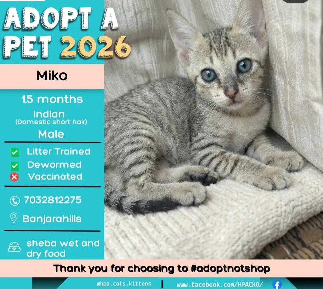 Meet MiKo 🐾 – a tiny bundle of joy looking for his forever home!