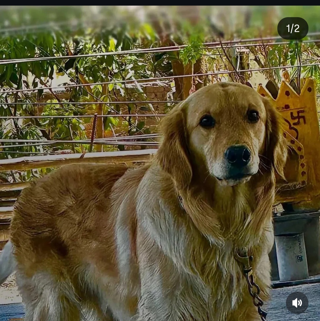 🐾 Meet Subbu – Your Loyal Golden Companion! 🐾