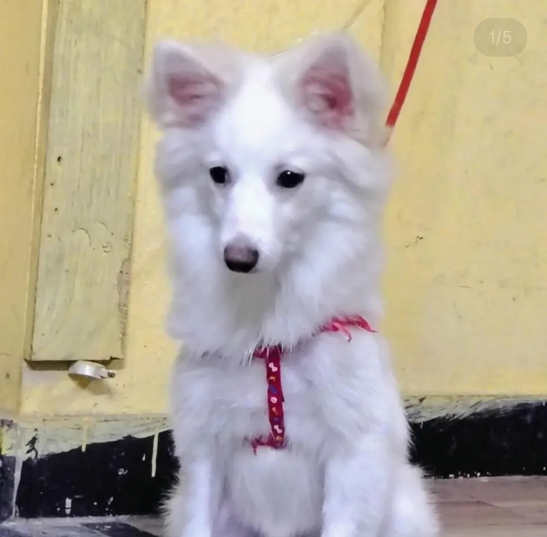 🐾 Meet Whisky – Your Little Snow Prince! 🤍