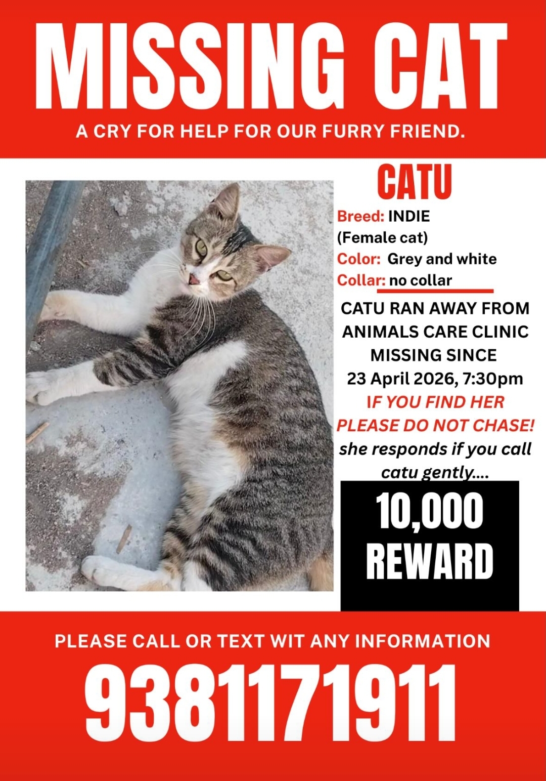 🚨 MISSING CAT – REWARD ₹10,000