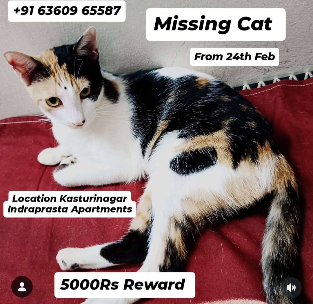 MISSING CAT