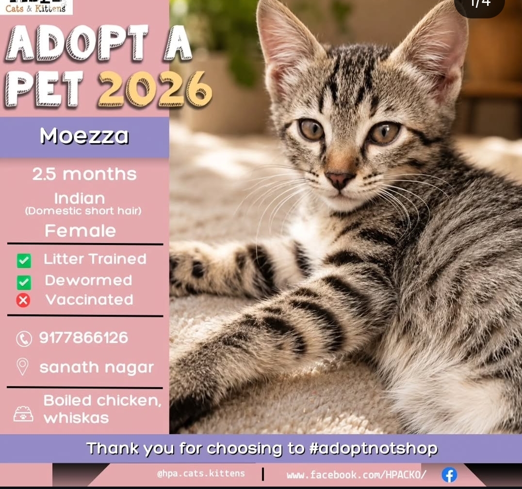 Moezza – Cute Female Kitten Looking for a Home