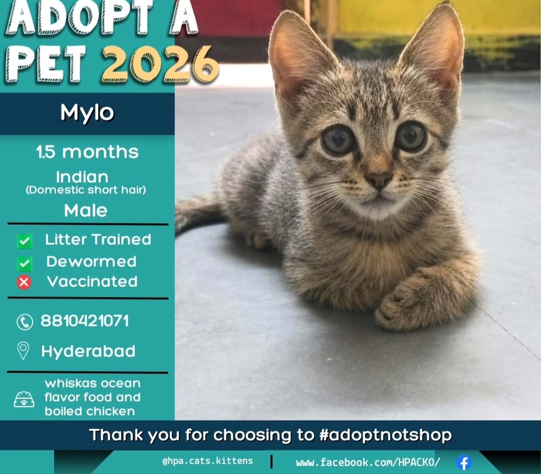 Mylo – 1.5 Month Old Male Kitten Available for Adoption (Hyderabad)