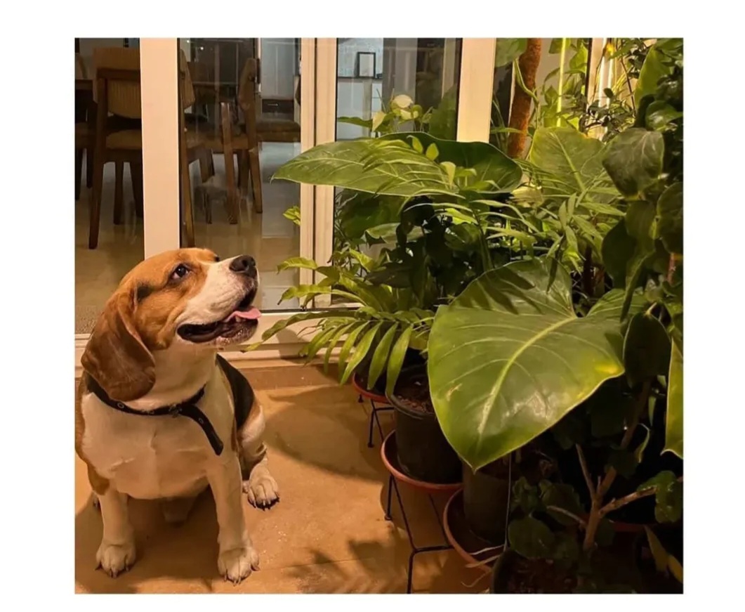 ONLY FOR FAMILY – NOT FOR BREEDERS
