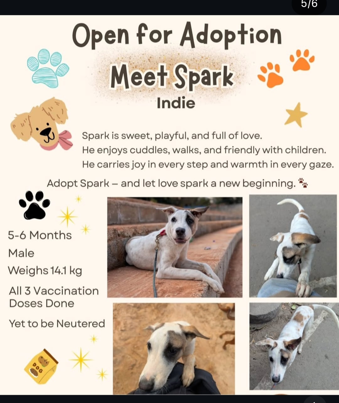✨ Open for Adoption – Meet Spark 🐾