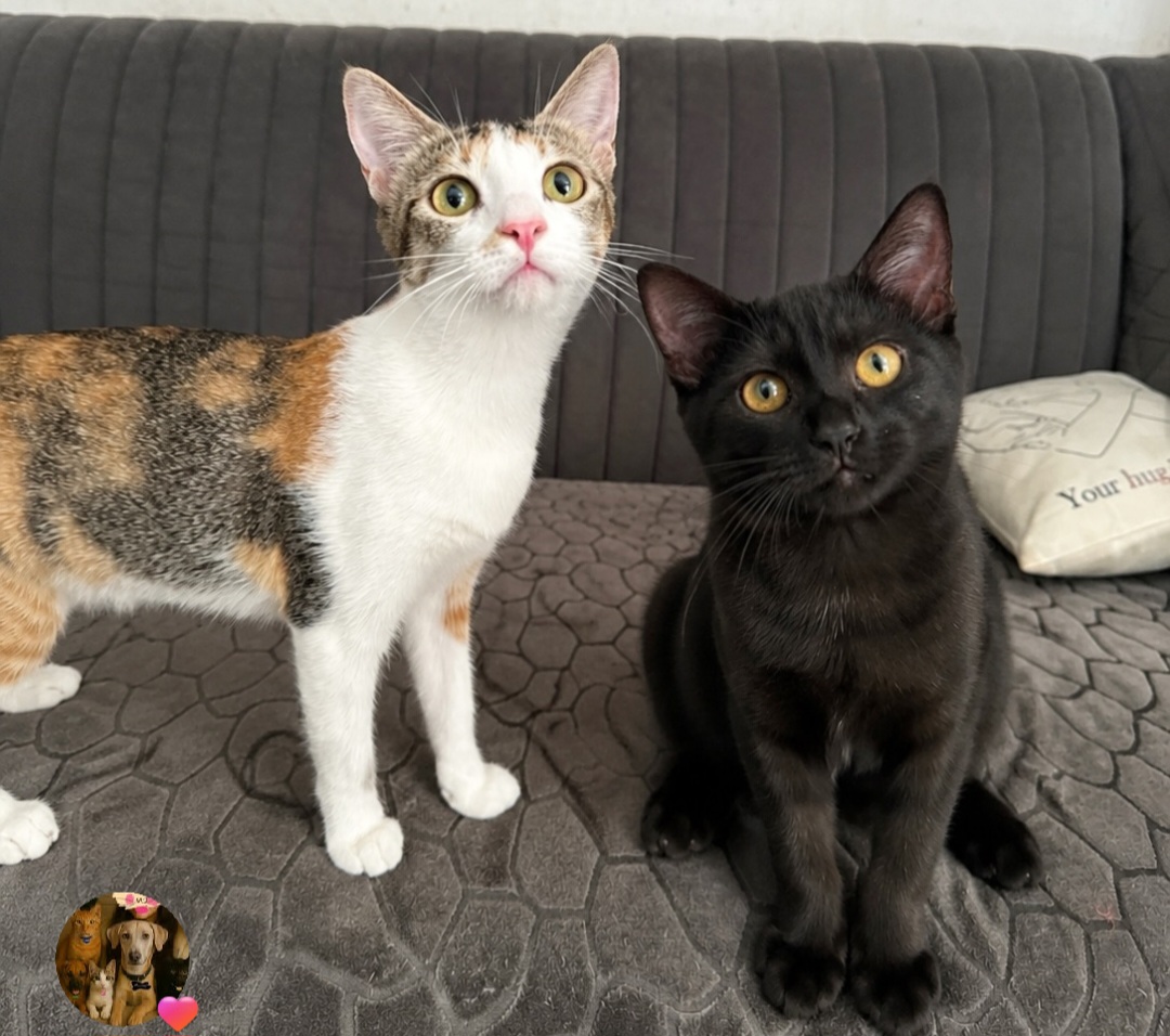 PAIR ADOPTION ONLY