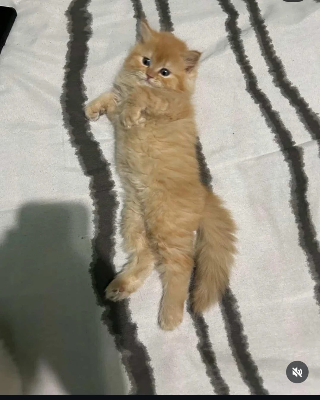 🐾 Persian Kitten for Adoption 🐾