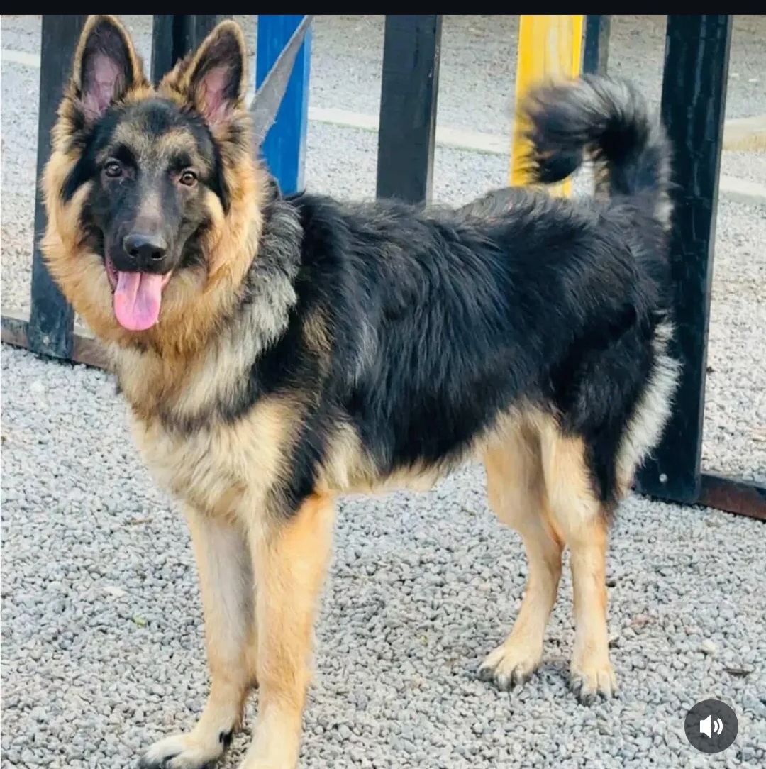 🐾 Pet Adoption Alert – Jhonny 🐾