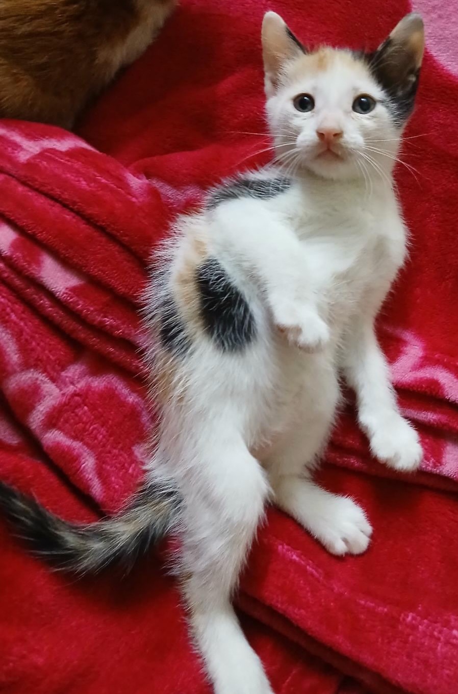 Pet Adoption Available