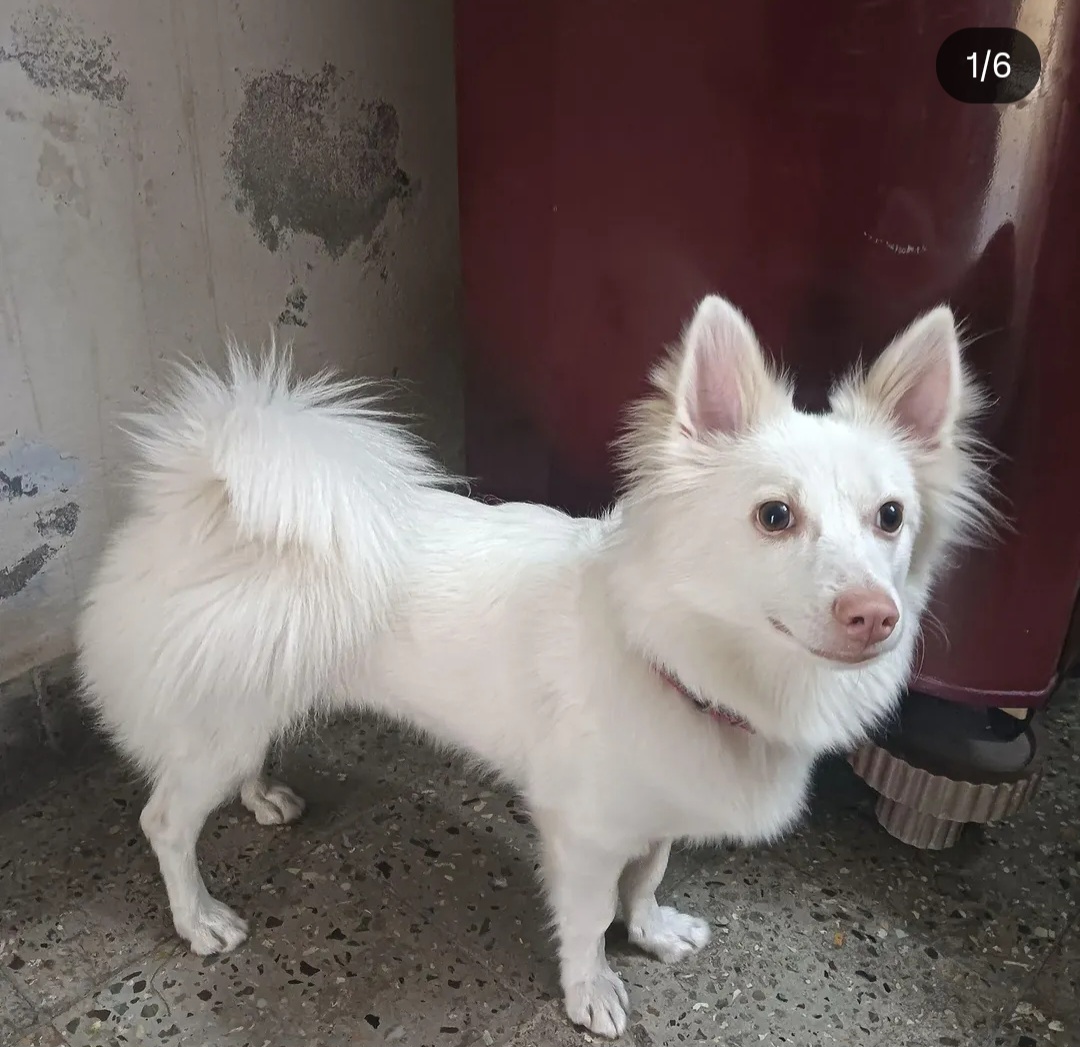 🐶 Pet Adoption – Loving Pomeranian Available 🏡