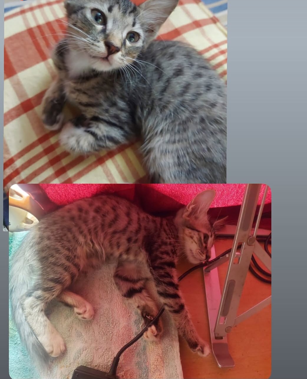 Pet Adoption – Male, 45 Days Old