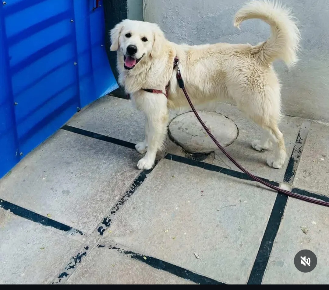 🐾 Pet Adoption – Tommy 🐾