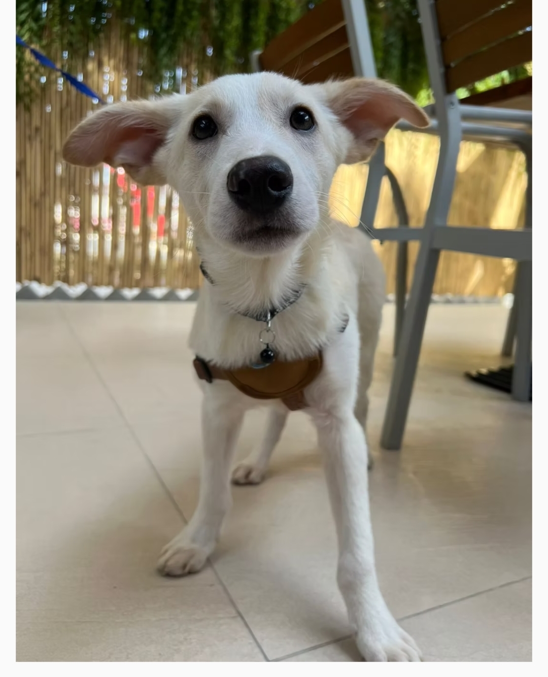 Pet Adoption