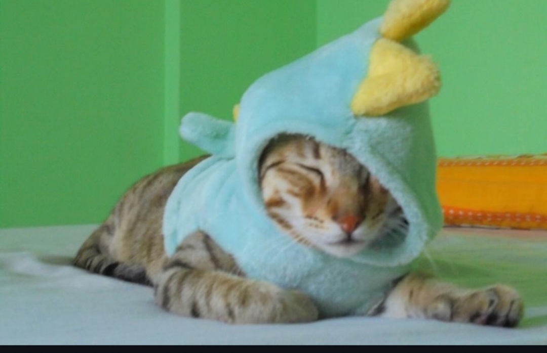 Pet Adoption