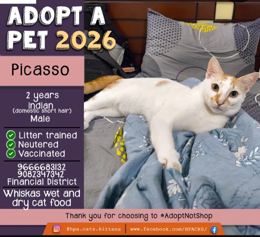 🐾 Picasso – Charming & Friendly