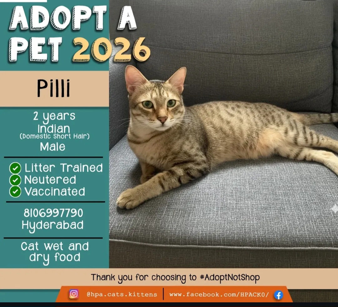 🐾 Pilli – 2 Years (Male)