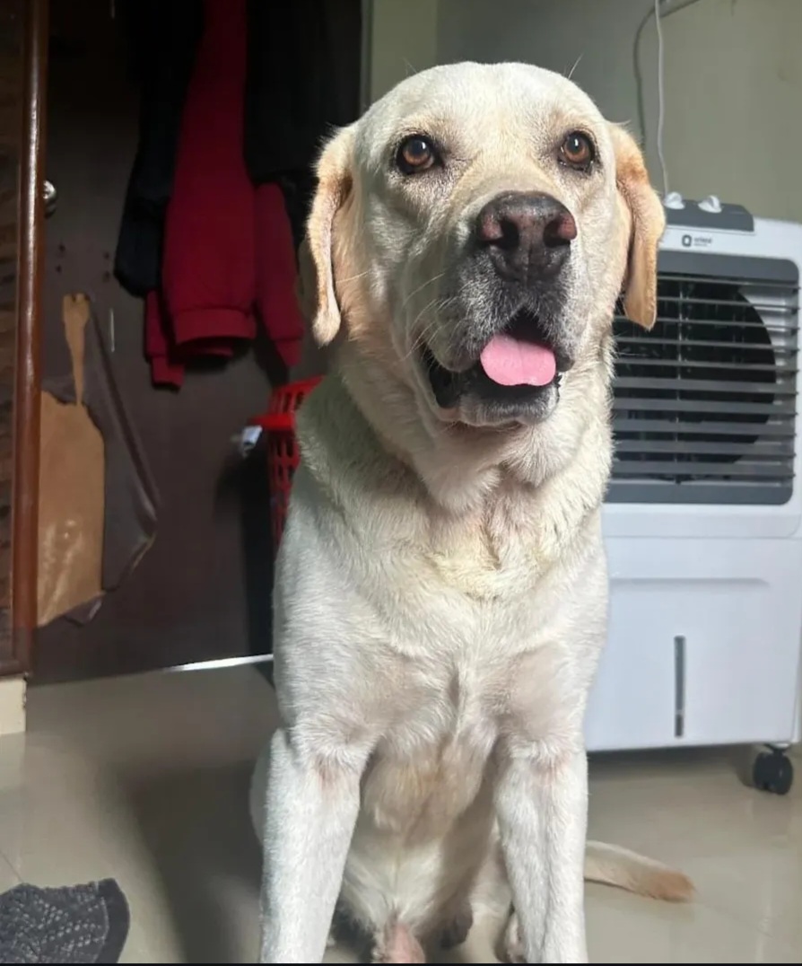 Pingu – Looking for a Forever Home