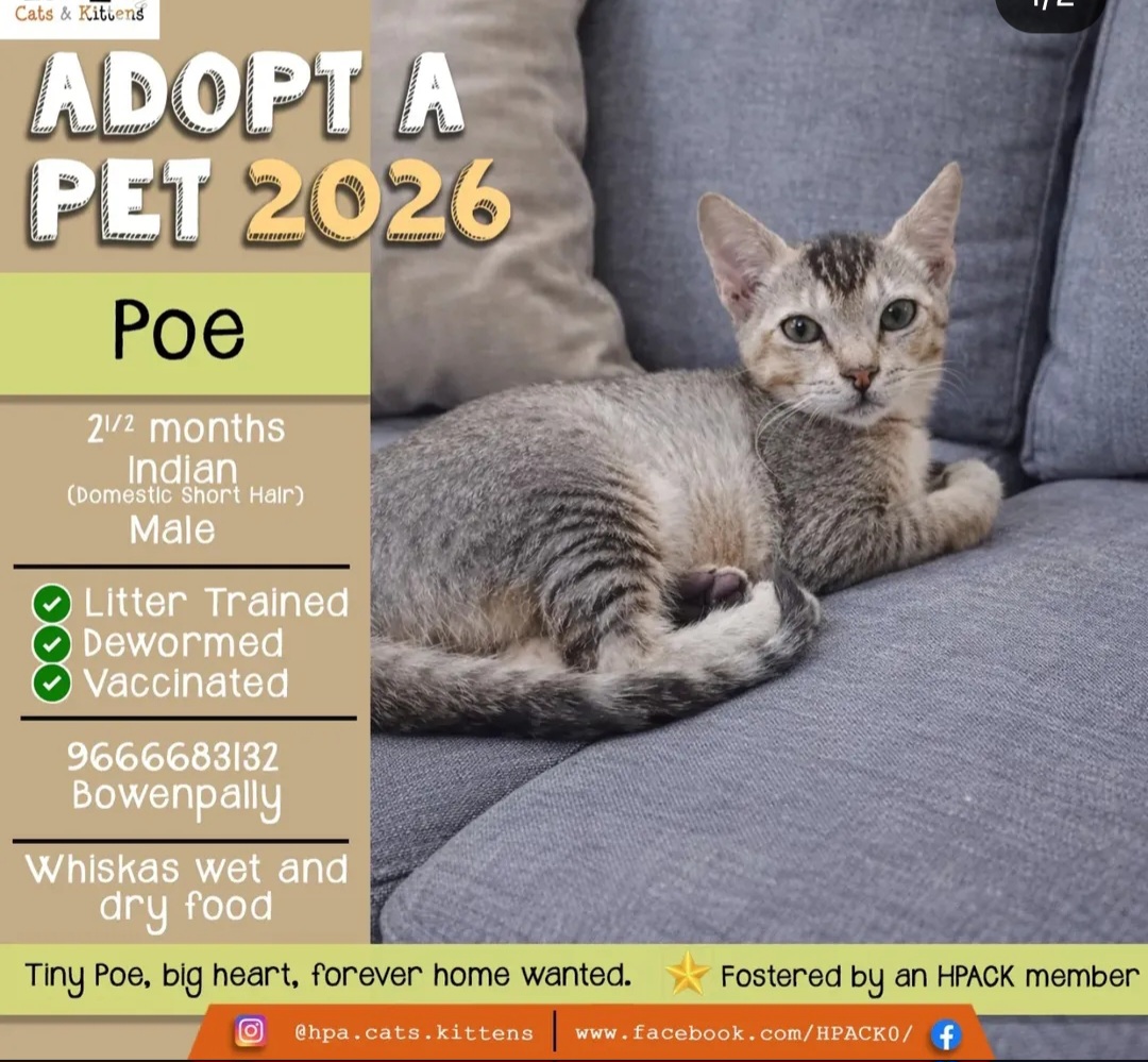 🐾 Poe – 2.5 Months (Male)