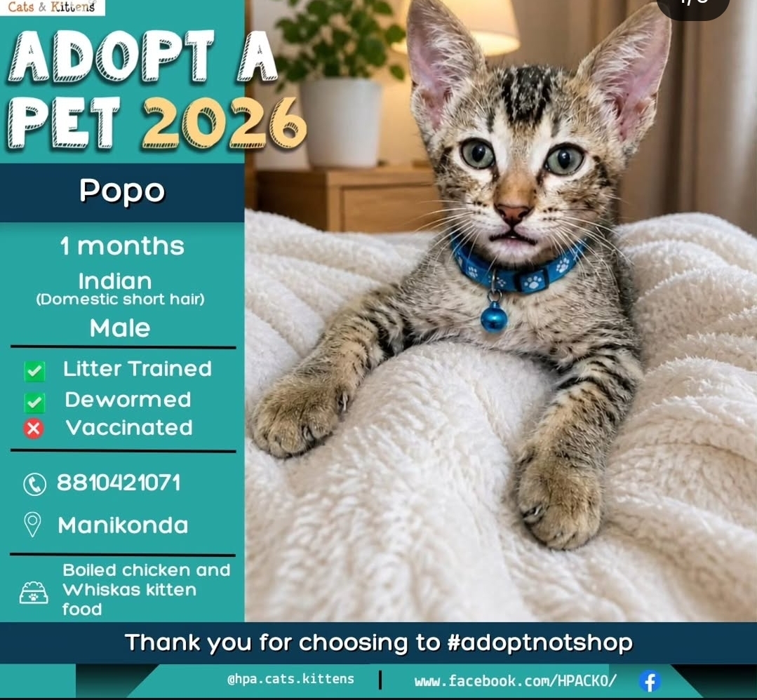 Popo – Adorable Male Kitten for Adoption