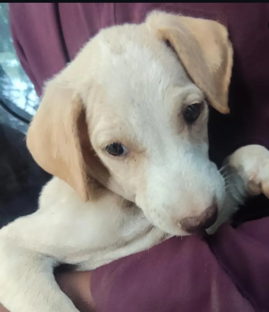 🐶 Puppies for Adoption – Hyderabad 🏡