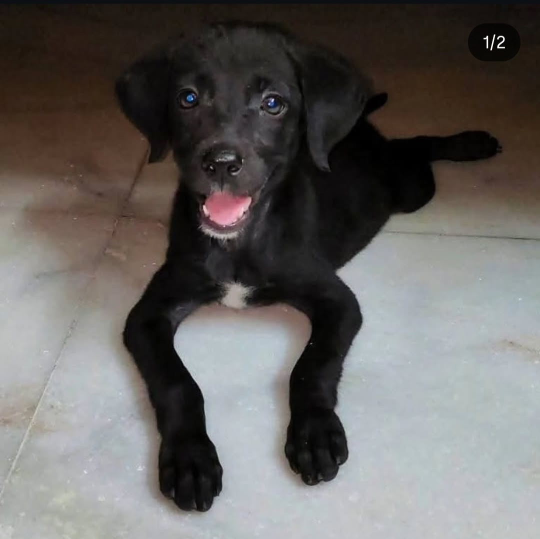 🐶 Puppy for Adoption – Blush (Hyderabad)