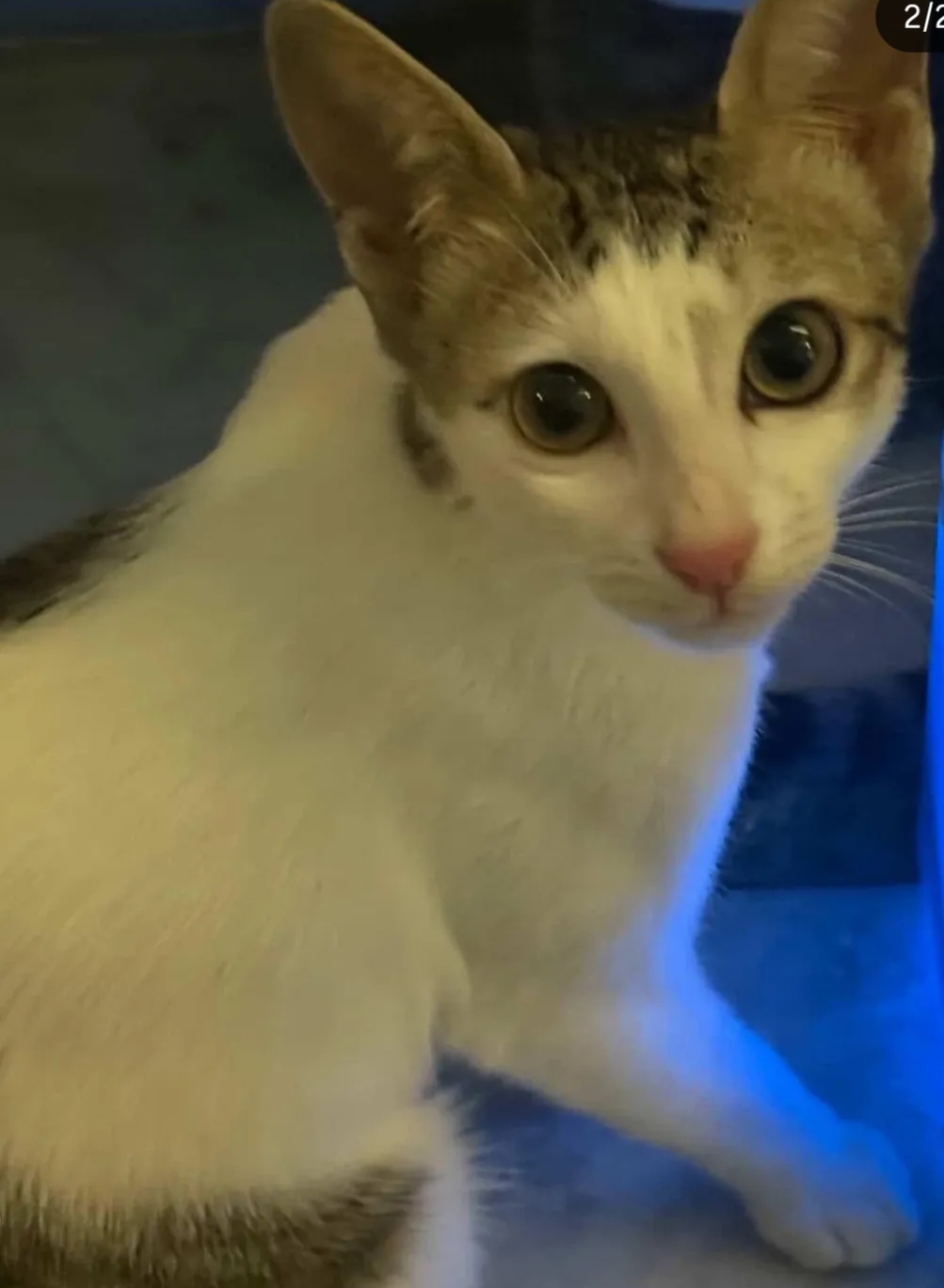 🐾 Rune – Female Domestic Shorthair (7.5 Months)