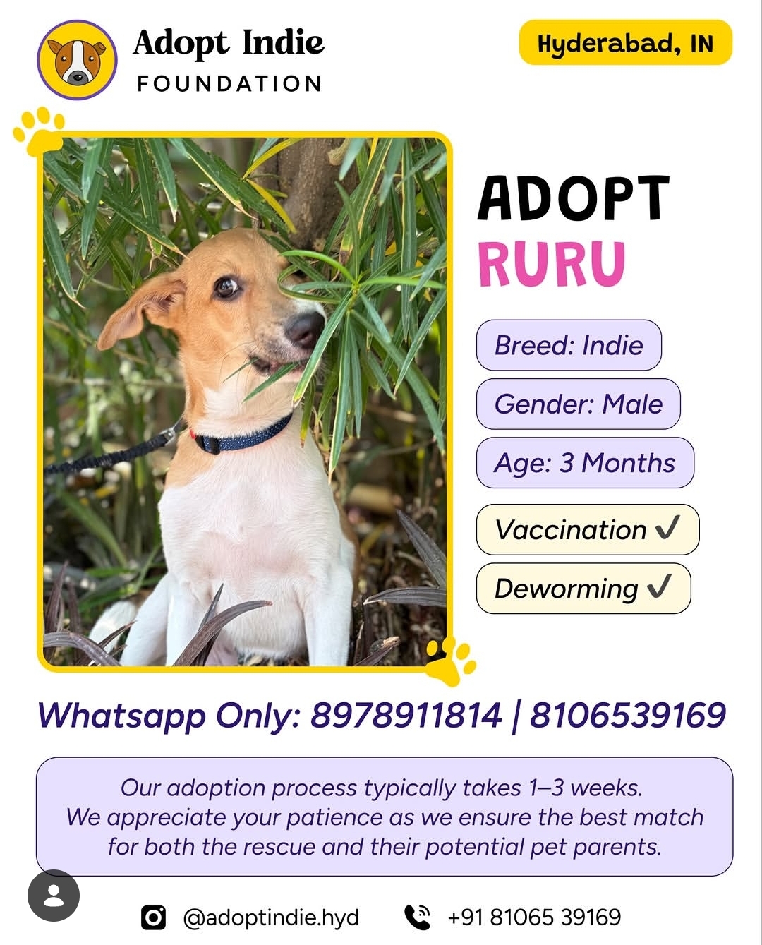 RURU Looking for a Loving Home