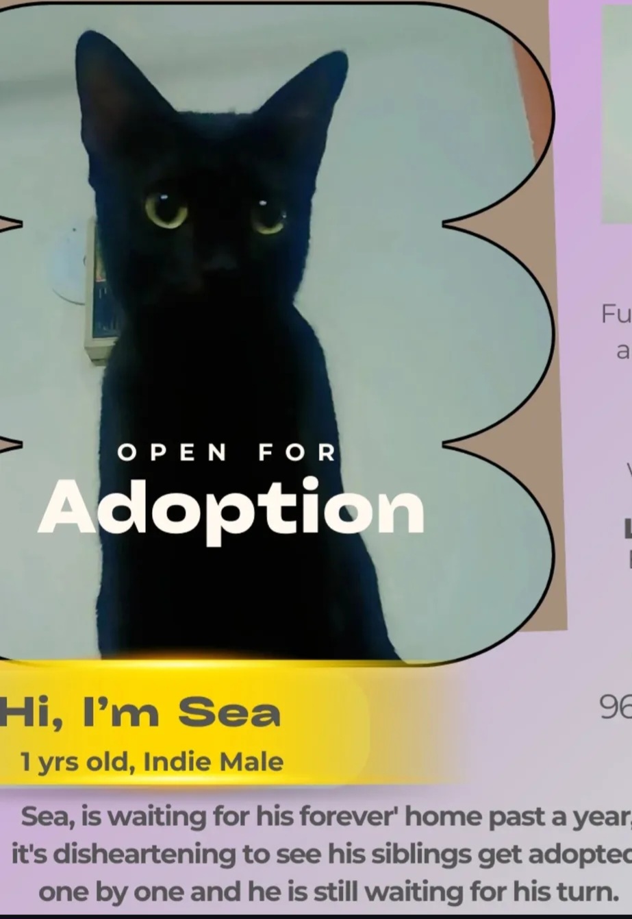 🖤 Sea – 1 Year Old | Indie Mal