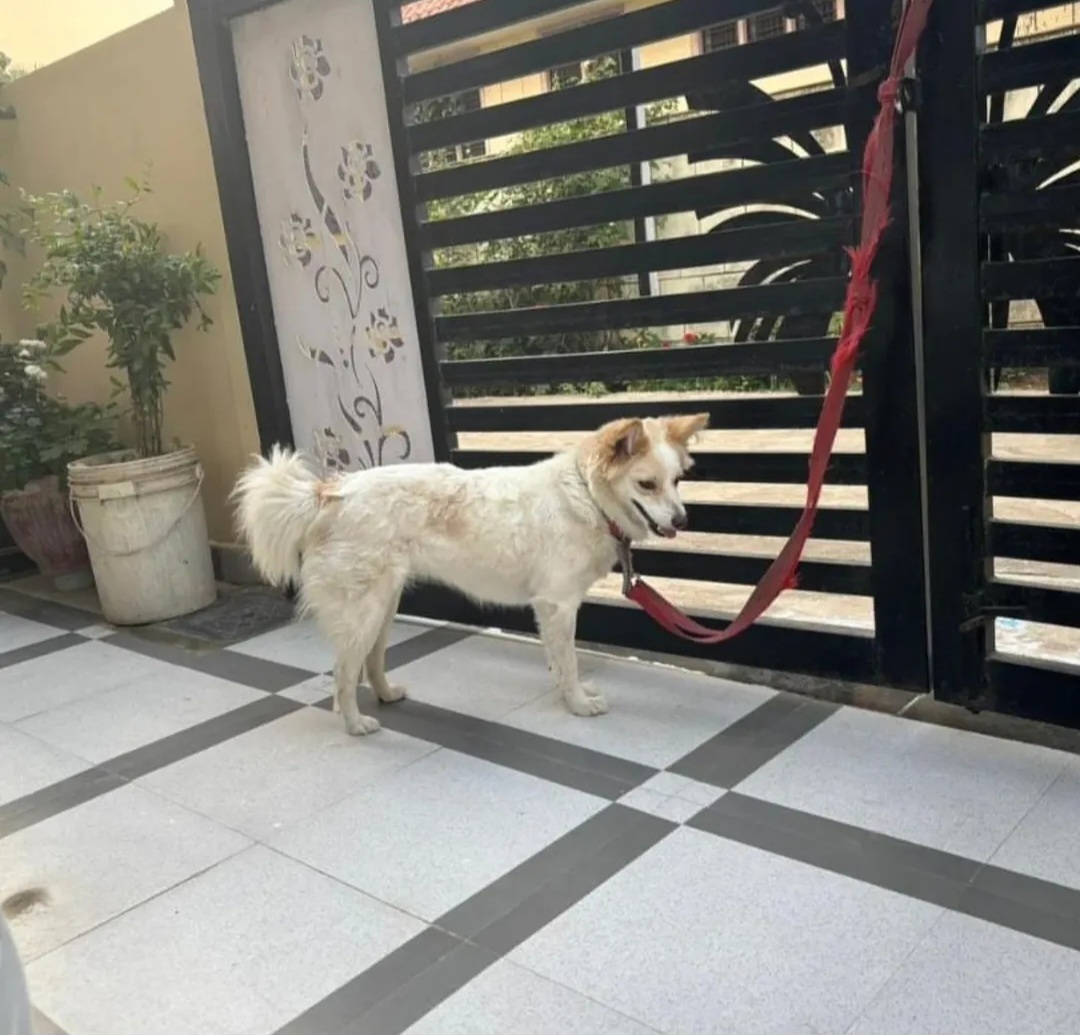 🐶 Snoopy is Looking for a Loving Home! ❤️