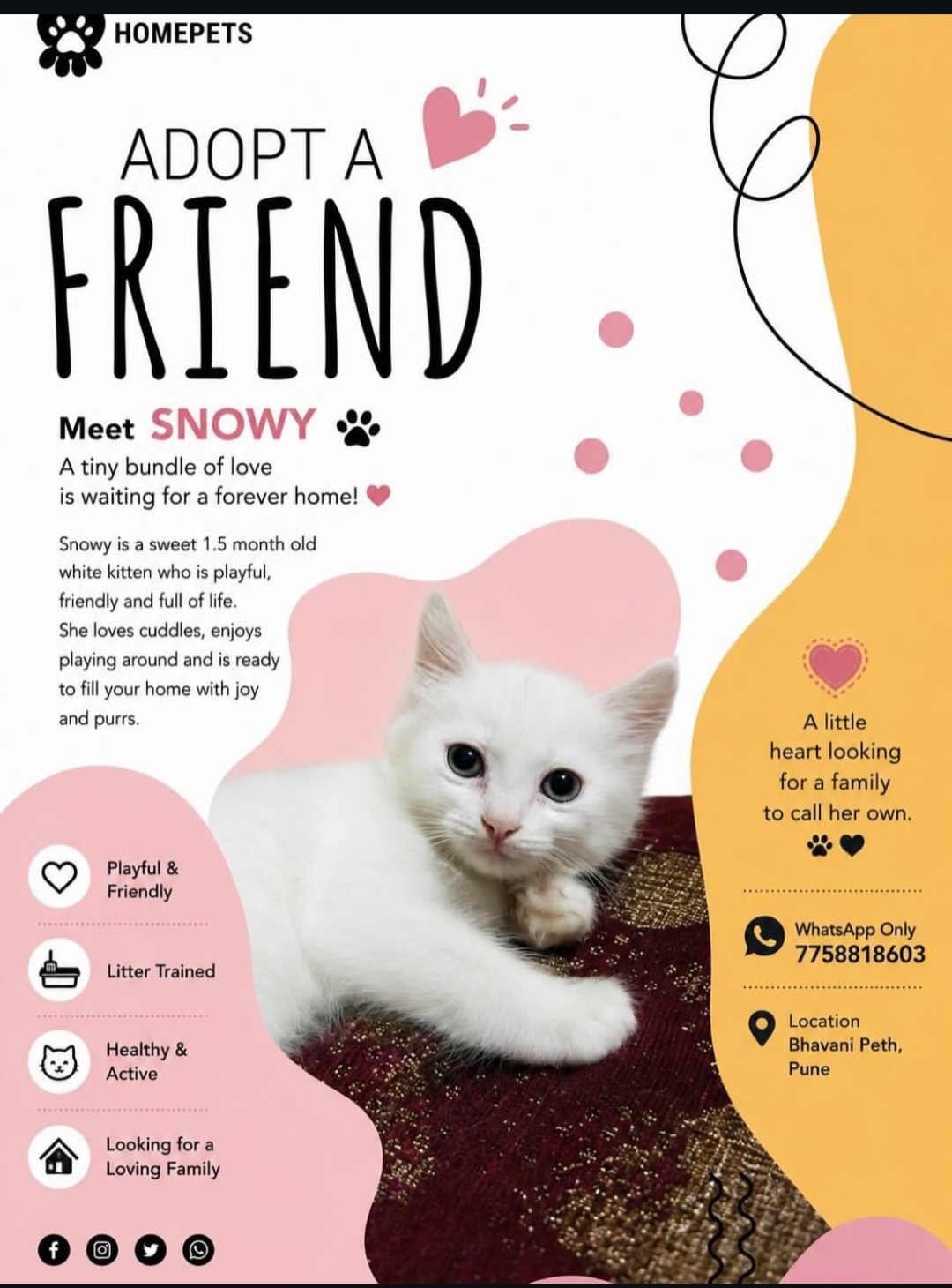 Snowy is available for adoption.