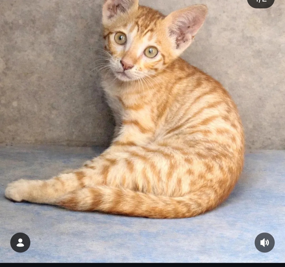 Someone tiny is waiting for BIG love 💛