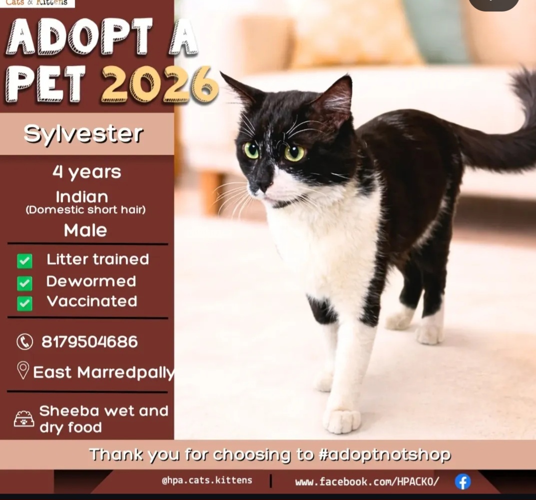 🐾 Sylvester – Ready for a Forever Home