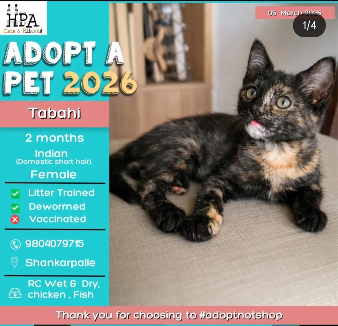 Tabahi – Adoption Post