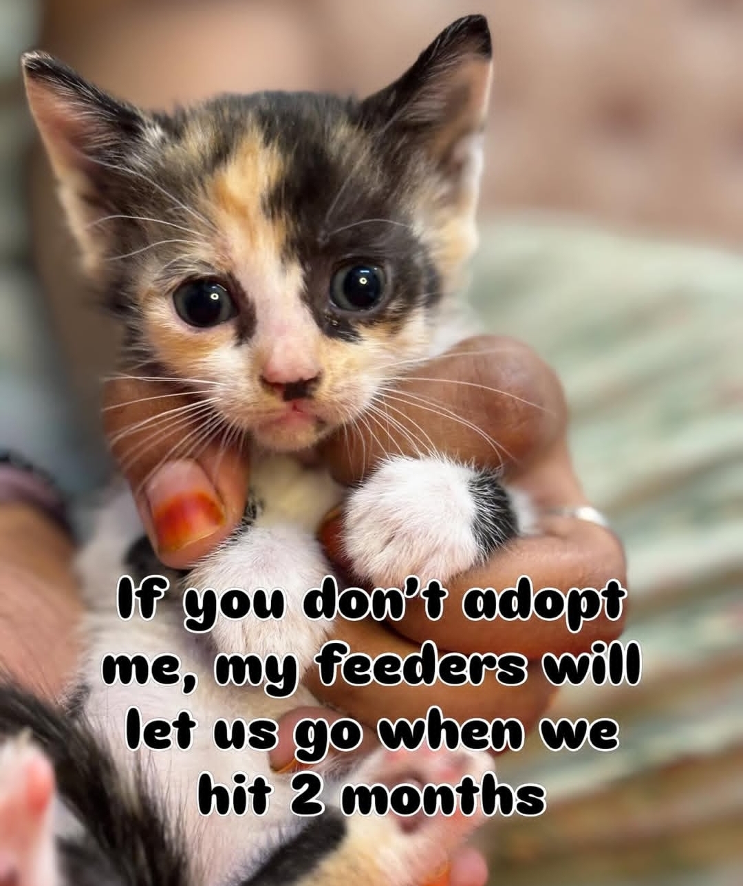 Tiny Calico Kitten (2 Months Soon)