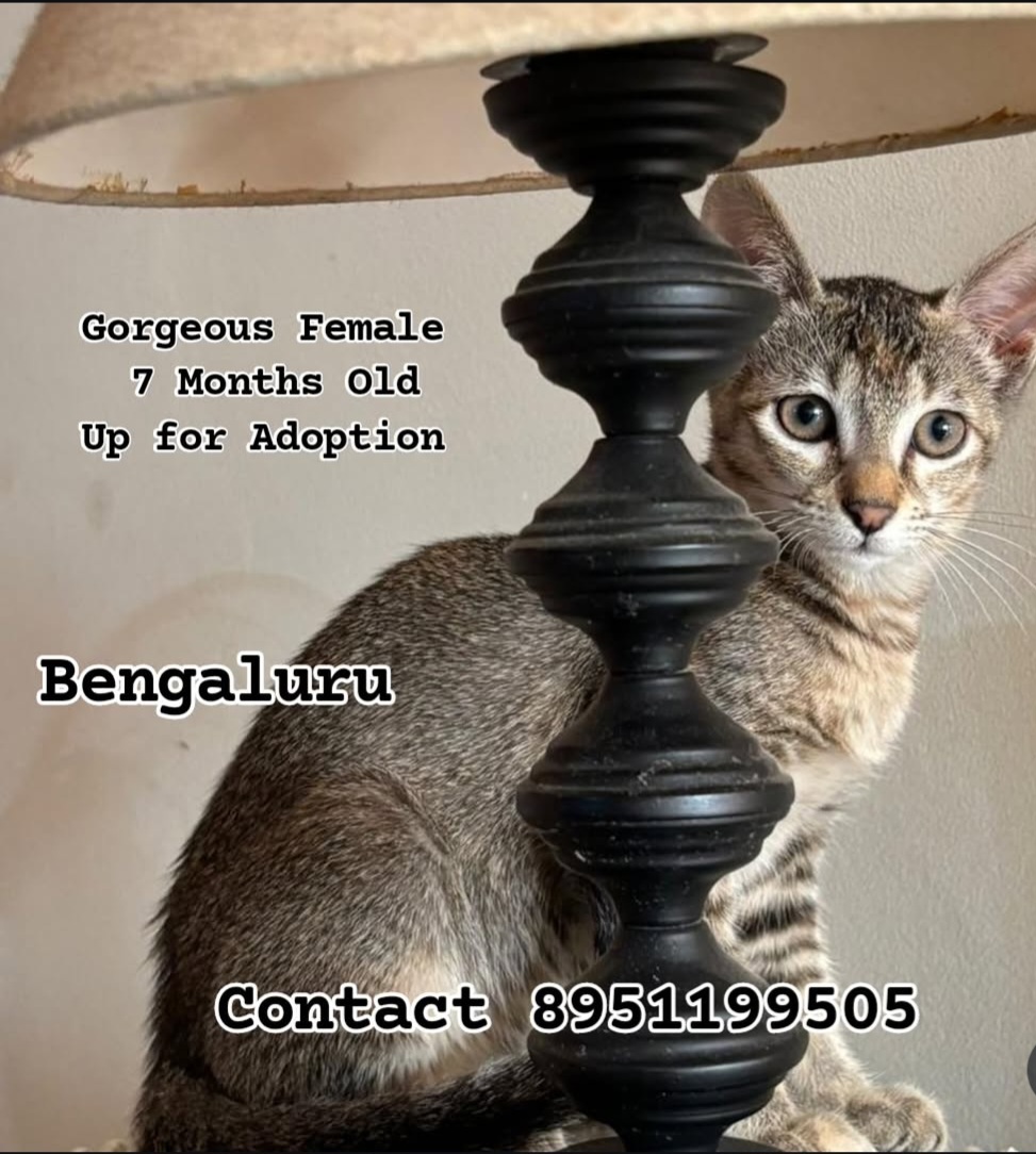 Up for Adoption