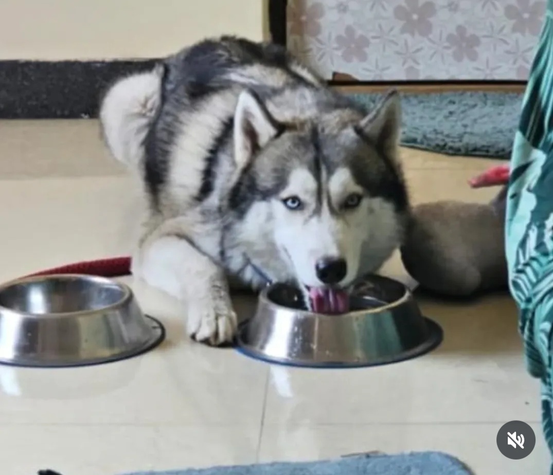 🐶 URGENT ADOPTION – Denali 🐾