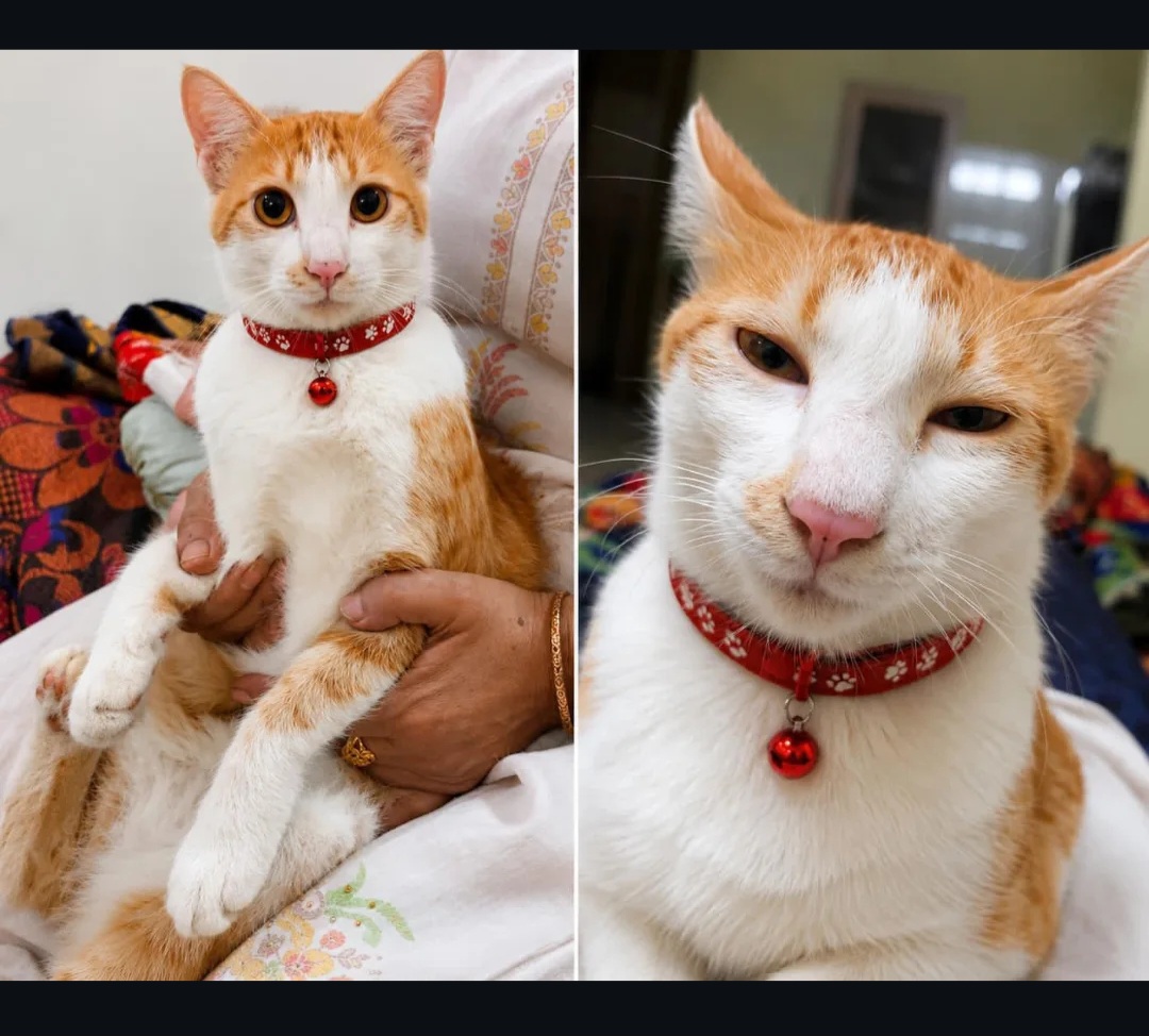 Urgent Adoption Needed – Loving Female Kitten