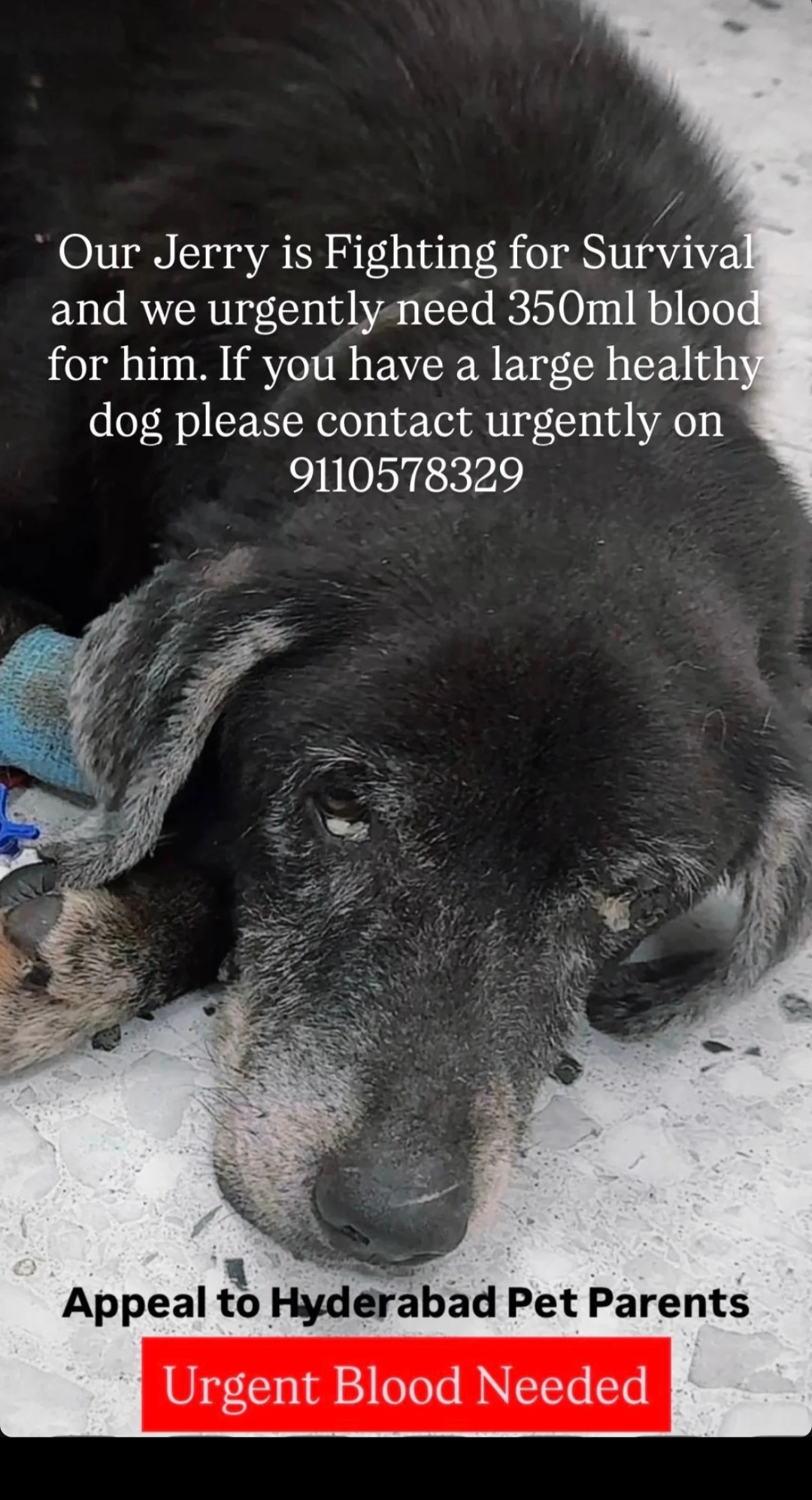 🐾 URGENT BLOOD DONOR NEEDED 🐾