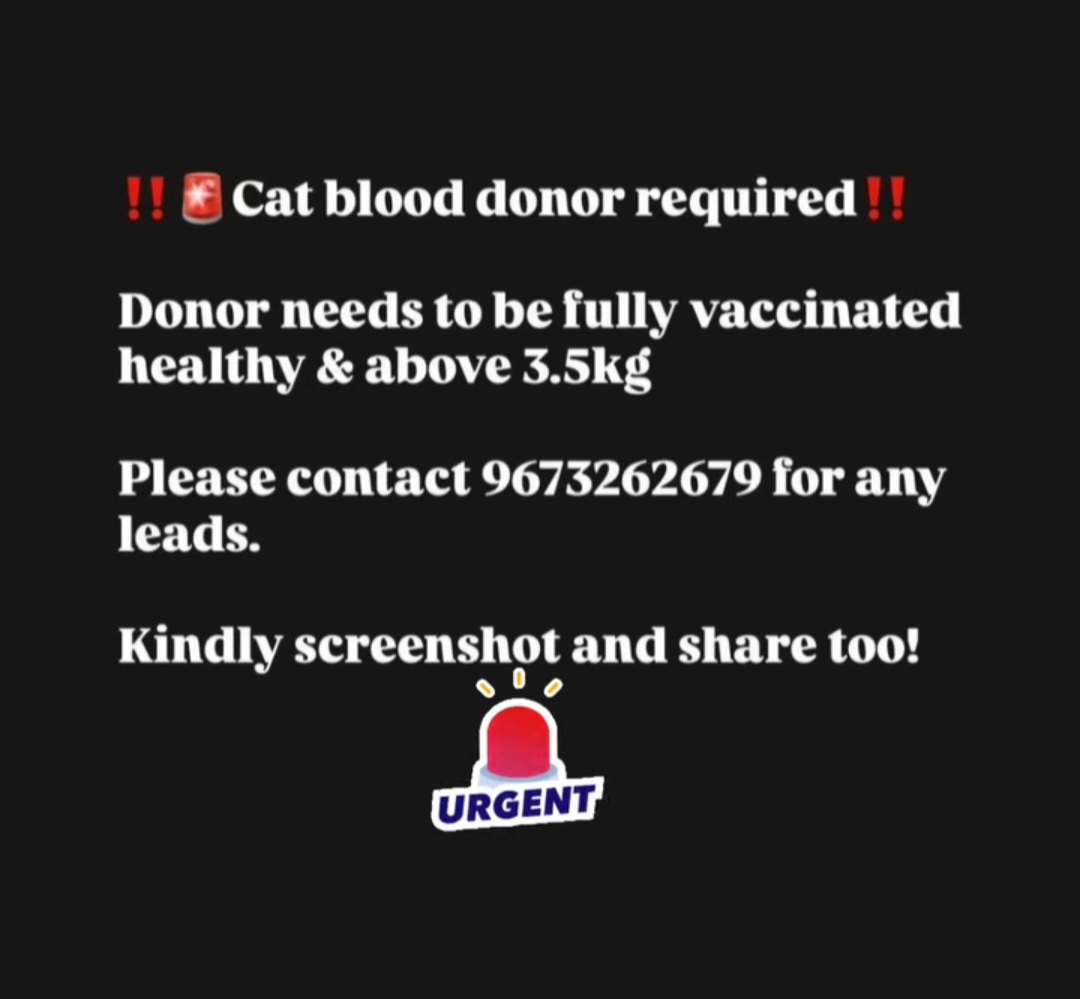 🚨 URGENT: Cat Blood Donor Needed 🐾