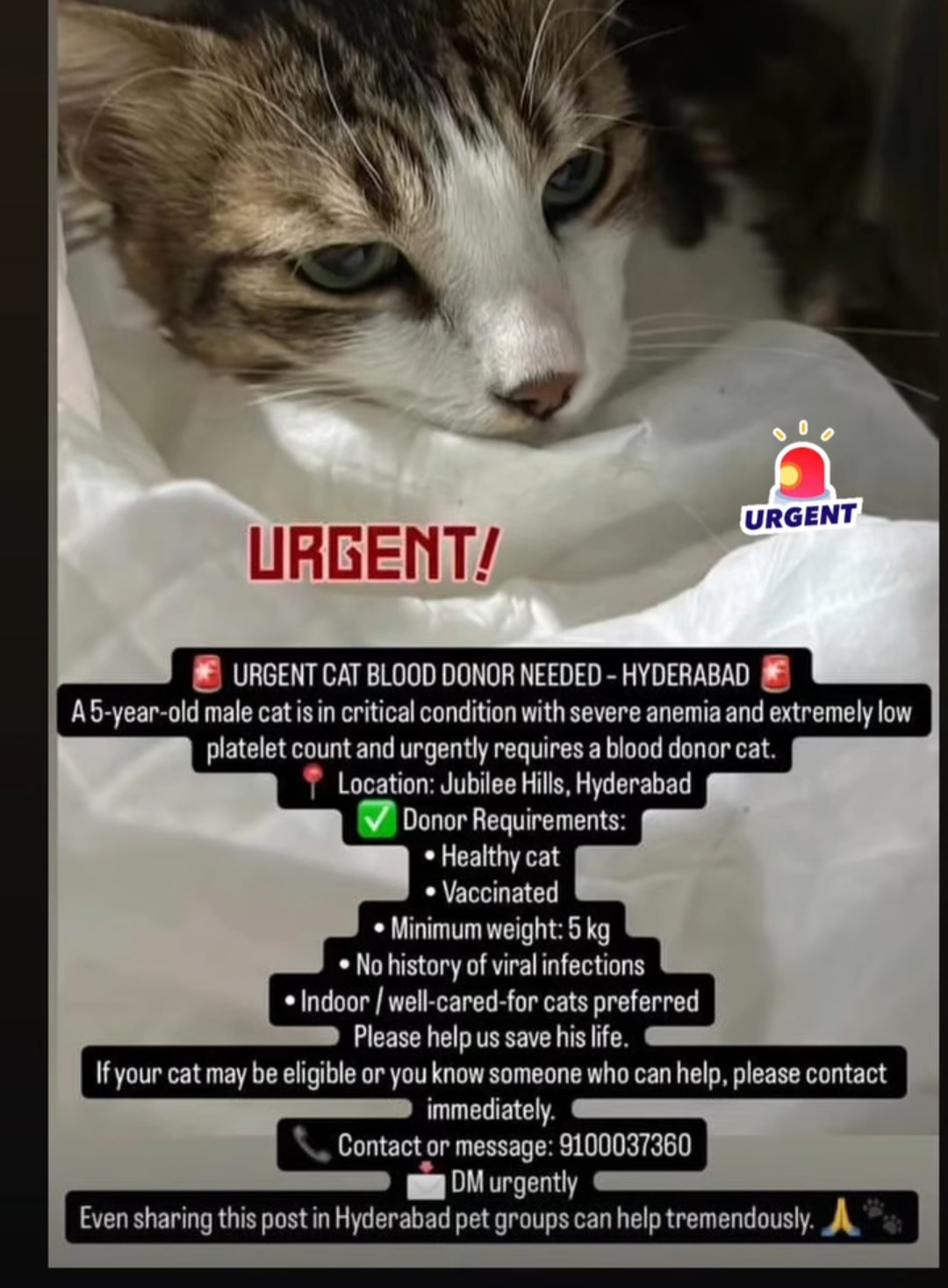 URGENT CAT BLOOD DONOR REQUIRED – HYDERABAD