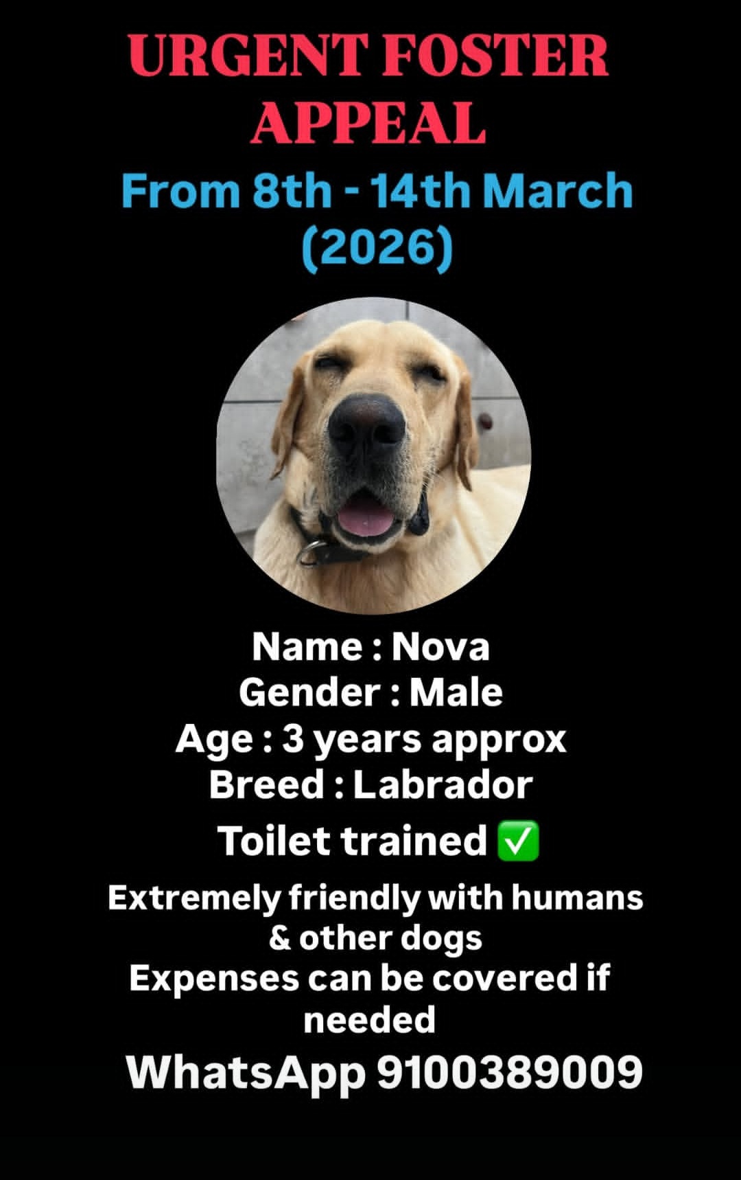 URGENT FOSTER APPEAL (8th – 14th March 2026)