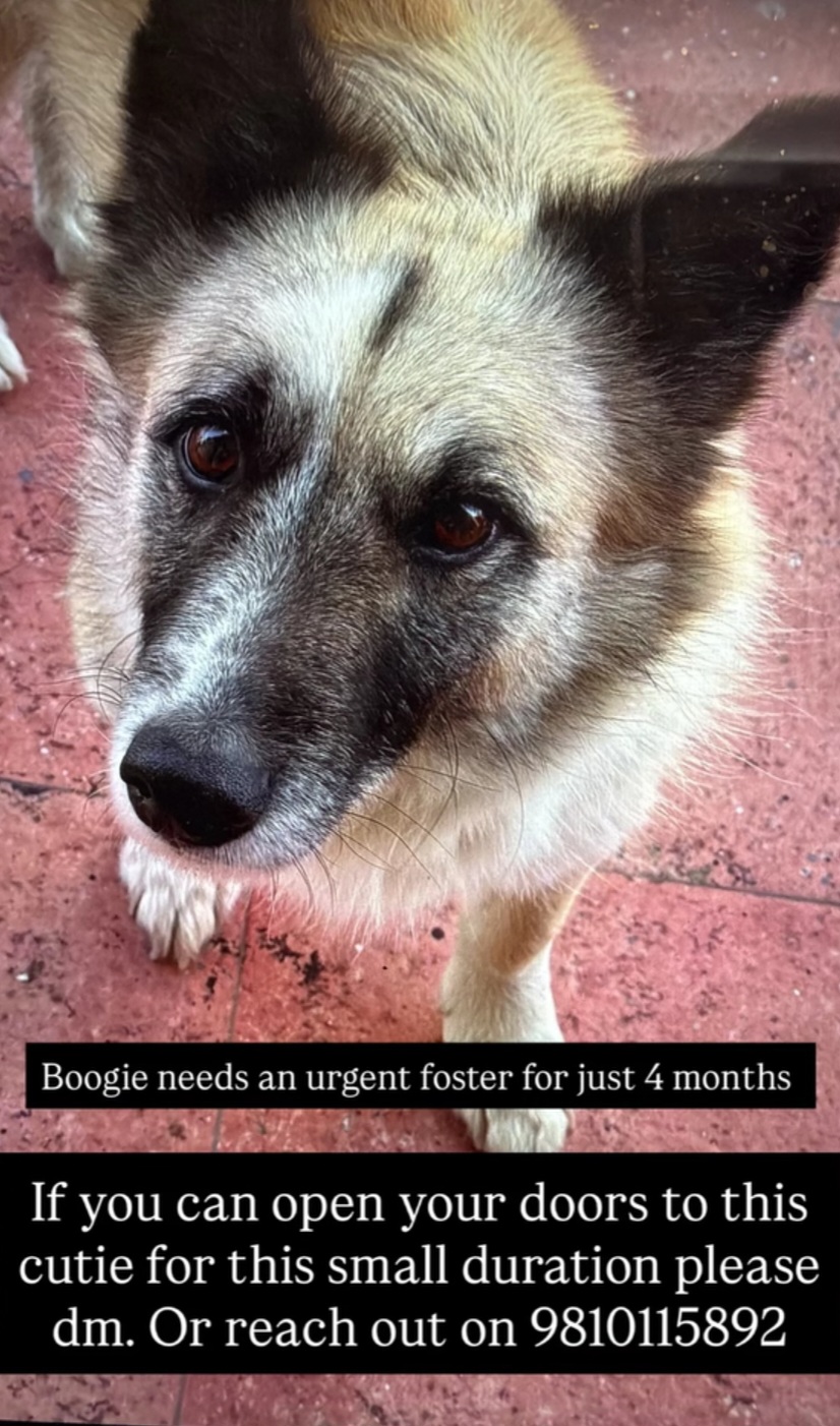 🚨 Urgent Foster Appeal – Boogie Needs You! 🐾