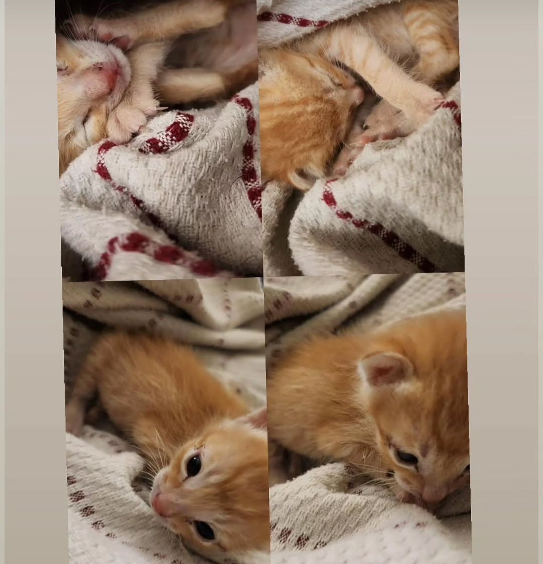 🚨 URGENT FOSTER APPEAL – Lakdikapul, Hyderabad 🚨