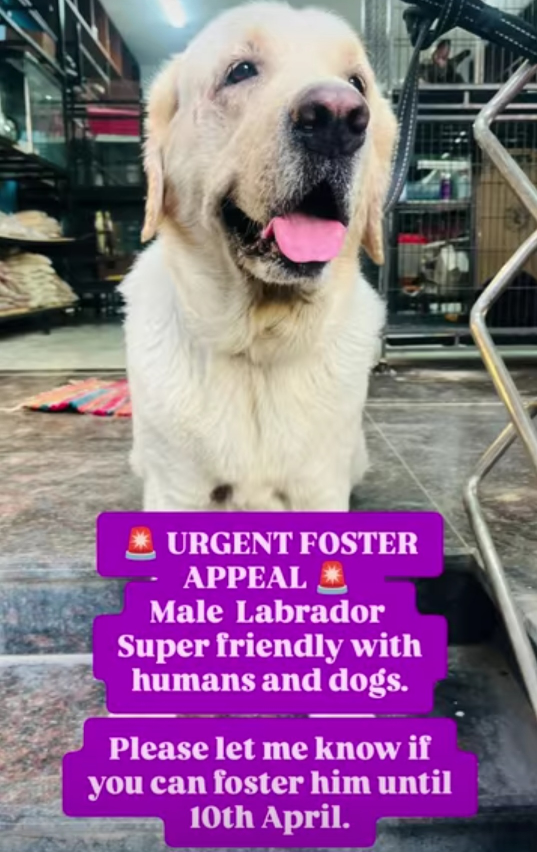🚨 URGENT FOSTER APPEAL 🚨