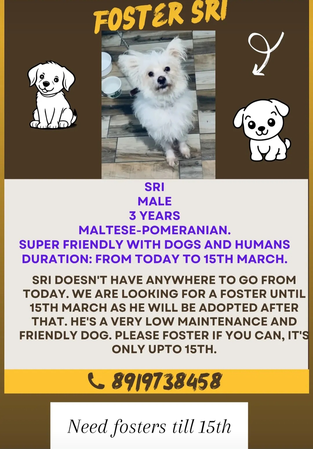 Urgent Foster Needed – Till 15th March 🐾