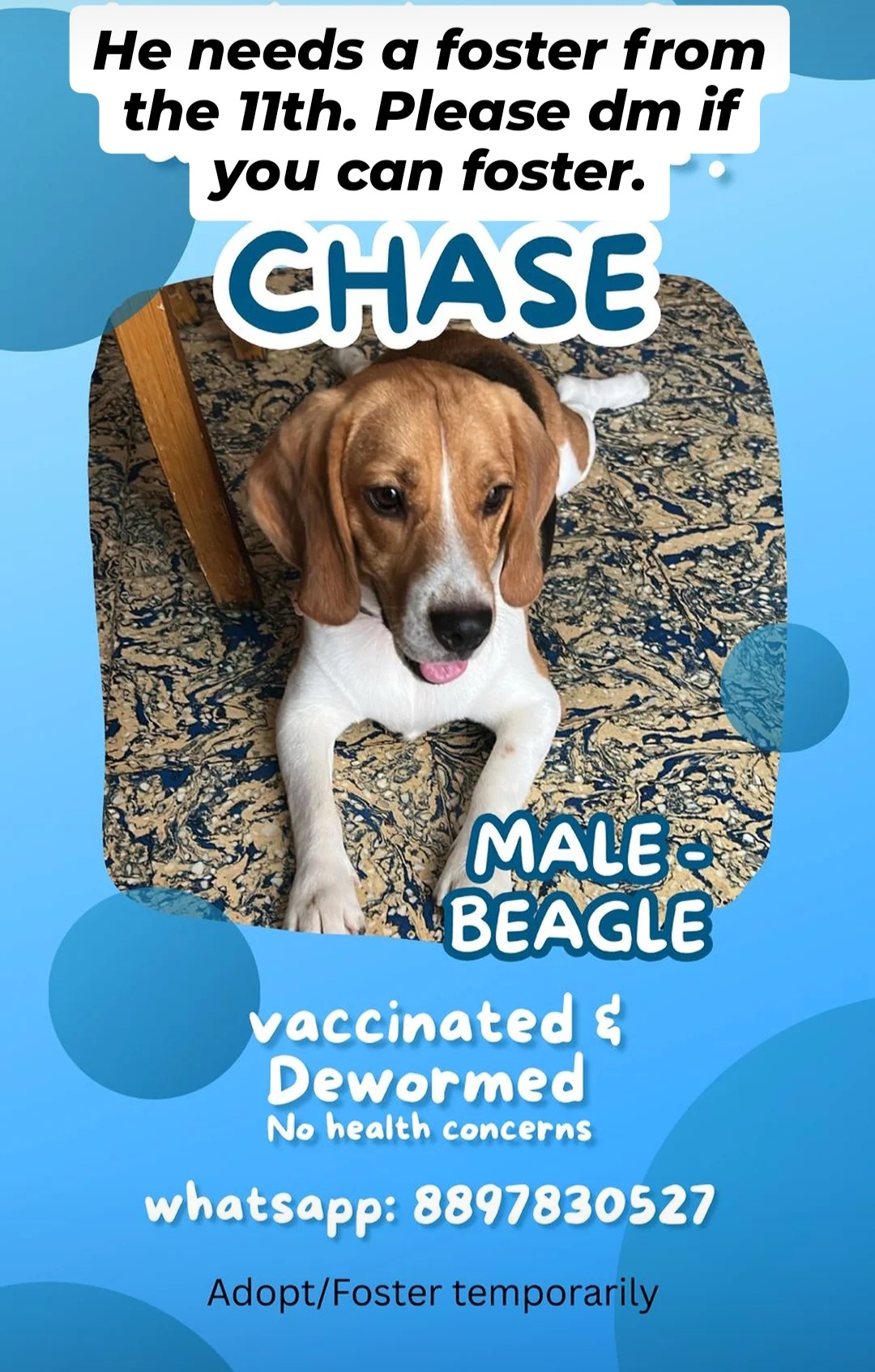 Urgent Foster Needed 🐾