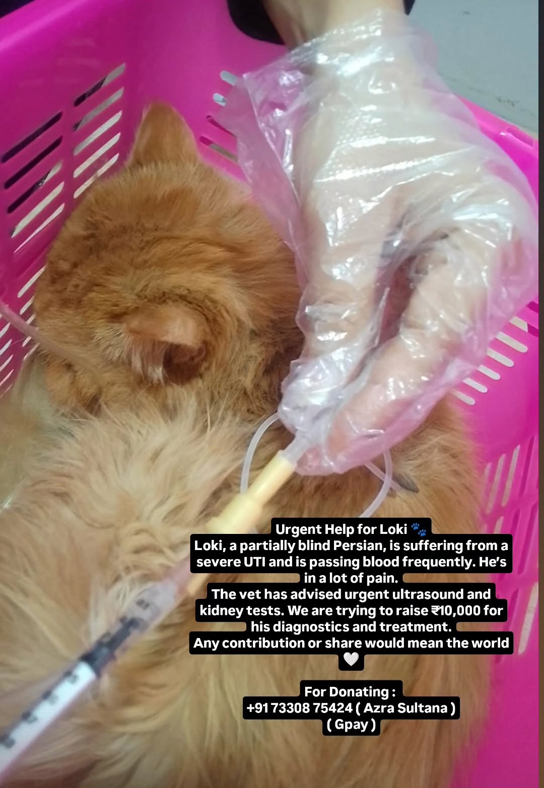 🚨 Urgent Help Needed for Loki 🐾