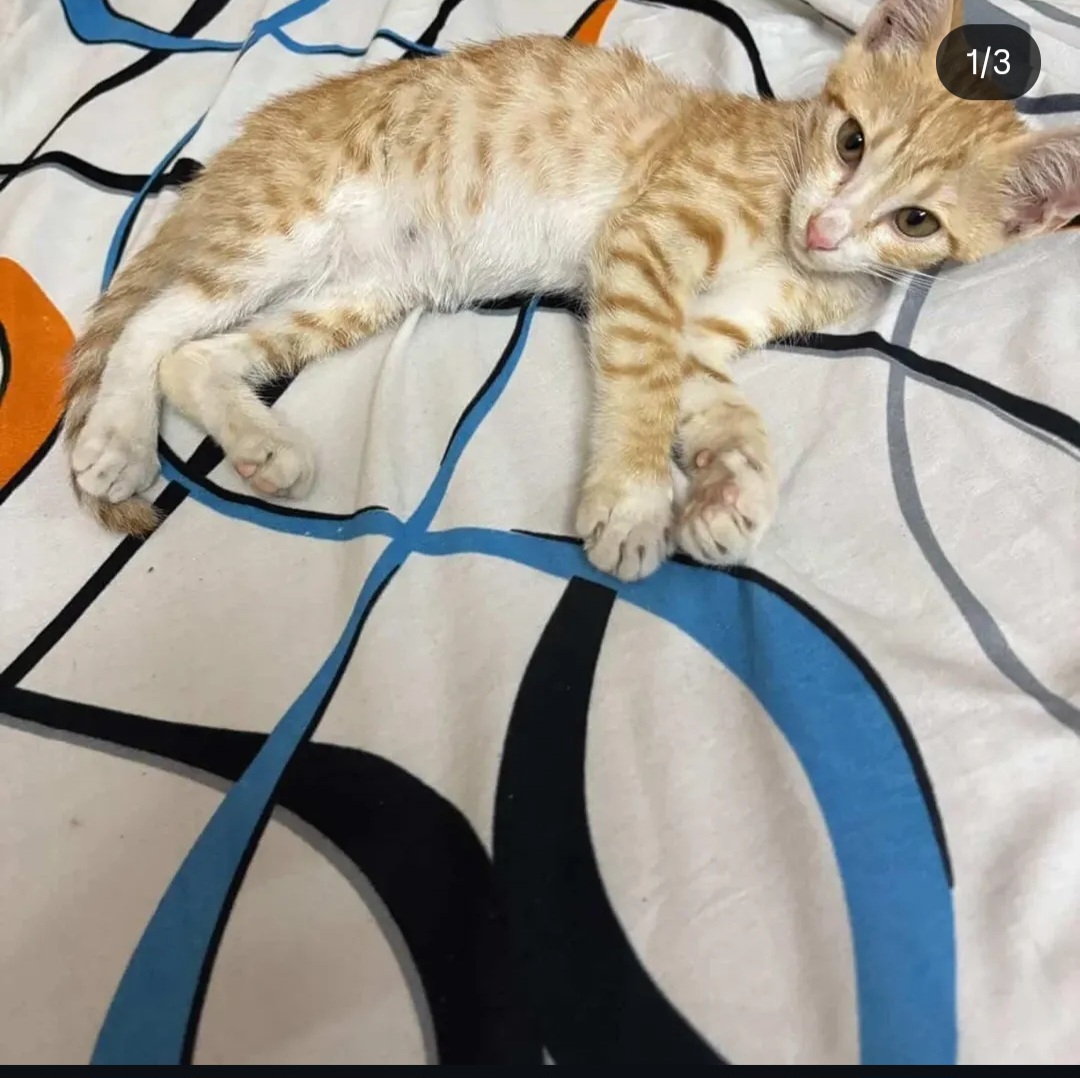 🐾 Urgent Kitten Adoption – Hyderabad